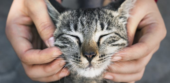 Cierre de año con final feliz: rescatan a gato que estuvo 2 semanas con cabeza atrapada en un tarro
