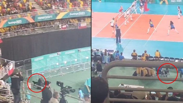 ¿Quién dejó salir al perro? La interrupción de un can en un partido de vóleibol de los Panamericanos