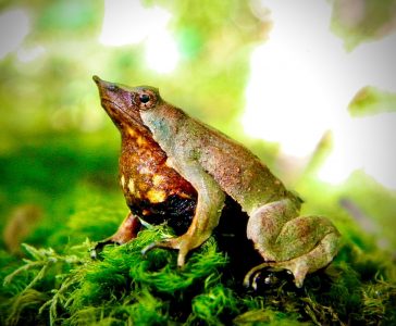 Aprueban plan para ranita de Darwin tras revisión de decretos ambientales del Gobierno