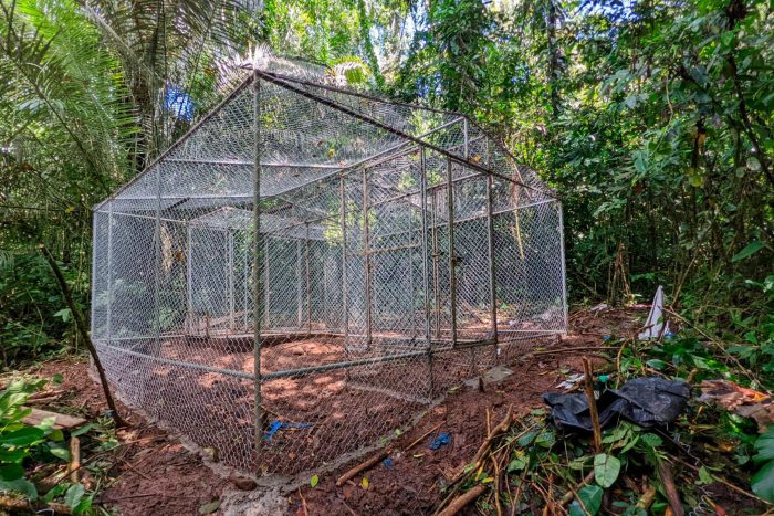 Construyen un centro de rehabilitación para animales víctima de tráfico ilegal en el Amazonas