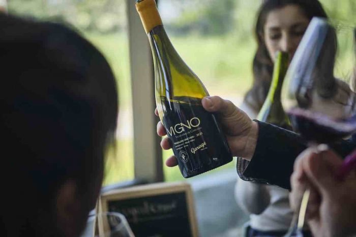 Vigno: impulsando el Carignan y su terroir de origen como patrimonio vitivinicola nacional