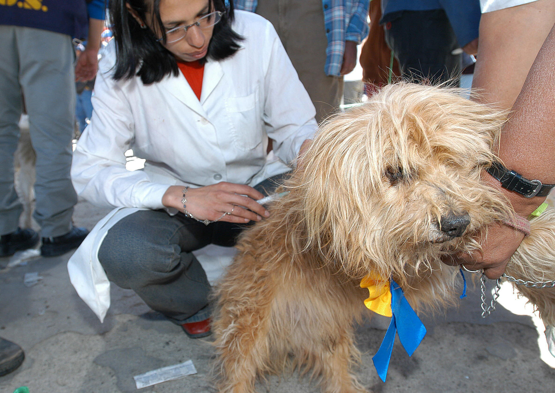 pueden los humanos contraer brucelosis canina