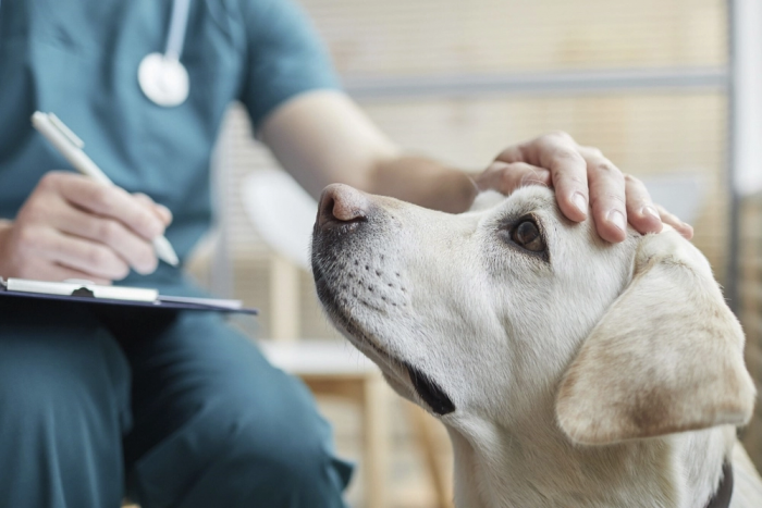Experts point out that brucellosis in dogs has a low incidence in Chile