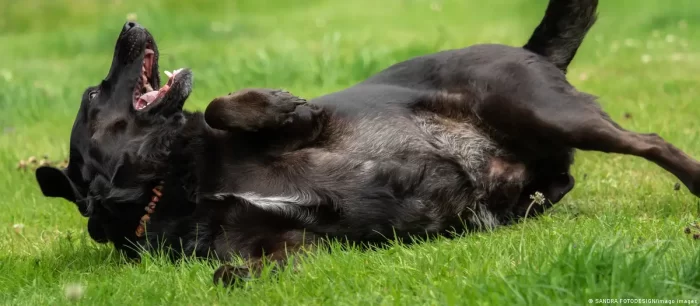 Test de inteligencia en perros: el labrador es el más torpe y  los Borde Collie los más inteligentes