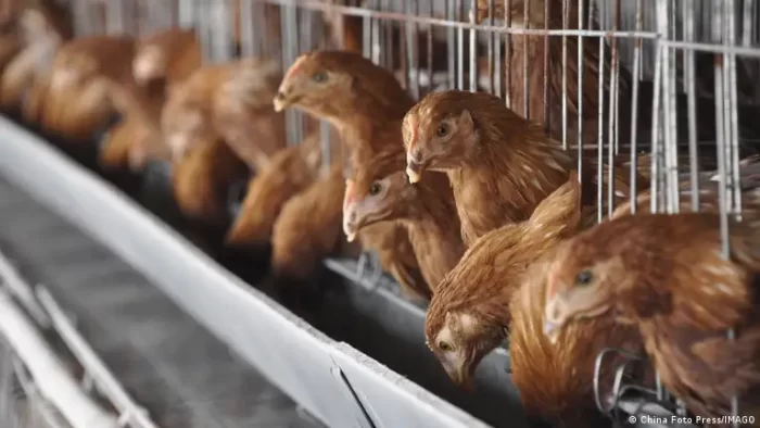Sacrifican 7.400 gansos en Hungría por foco de gripe aviar