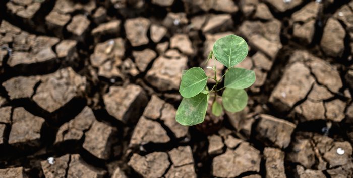 Primer informe de predicción de sequía agrícola para el verano 2024: ¿Qué comunas serán afectadas?