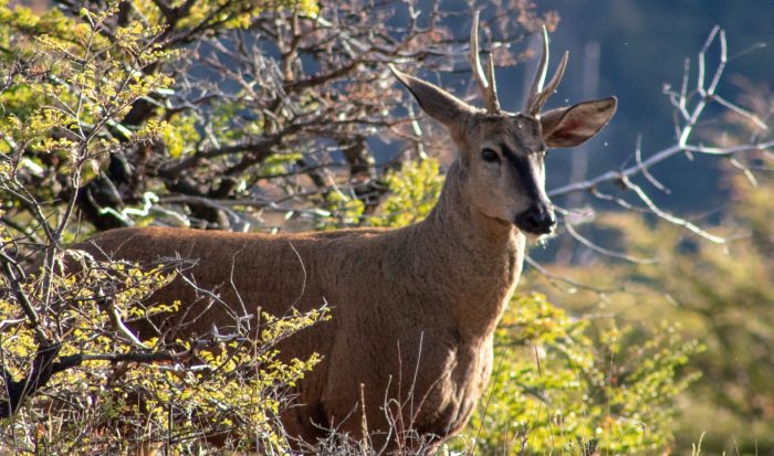 Desafíos de la conservación de Fauna Silvestre: una lucha por la supervivencia en Chile