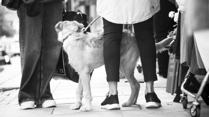 Experta da algunos consejos para pasear a tu perro sin contratiempos