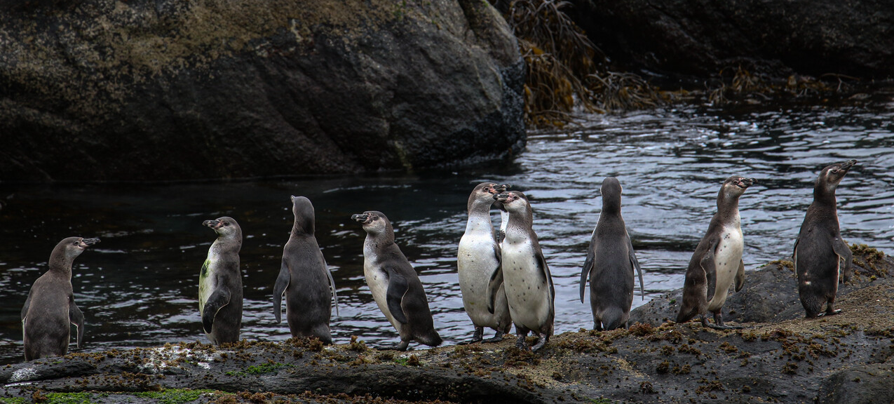 Nuevo ciclo de conflicto socioambiental
