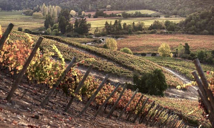 Encuentro de vitivinicultura biodinámica busca destacar la elaboración respetuosa del medioambiente