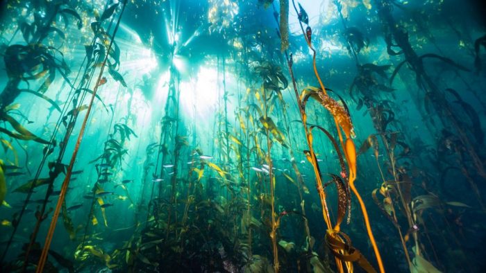 Max Bello y conservación de bosques de algas: “Tenemos una solución para la crisis de la humanidad”