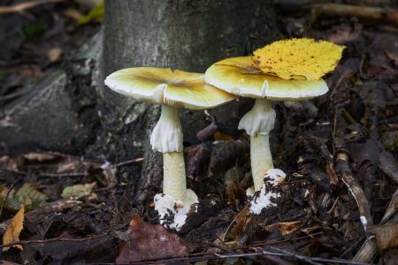 Acuerdo para la conservación de los hongos: Chile y Reino Unido presentarán innovadora iniciativa