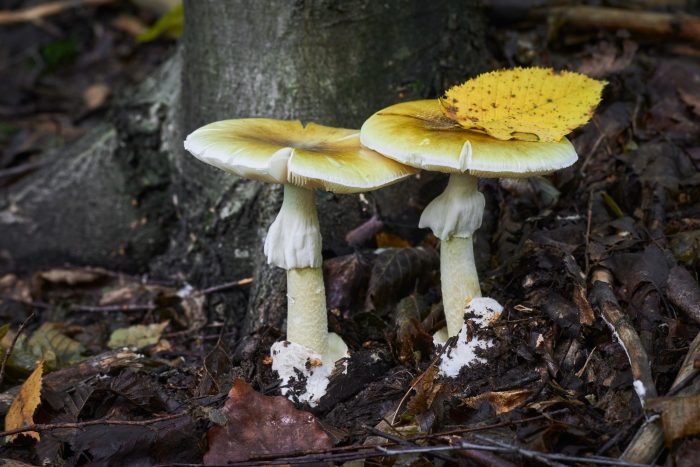 Descubren que los hongos podrían ser claves para la lucha contra el cambio climático
