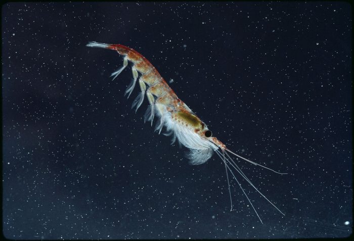 Investigadores impulsan modelo de IA para gestionar población de Krill en la Antártica
