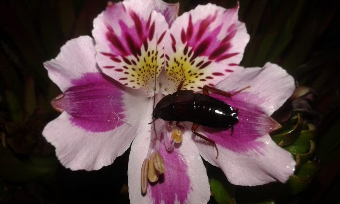 No solamente las abejas polinizan, en Chile hay cucarachas que también lo hacen