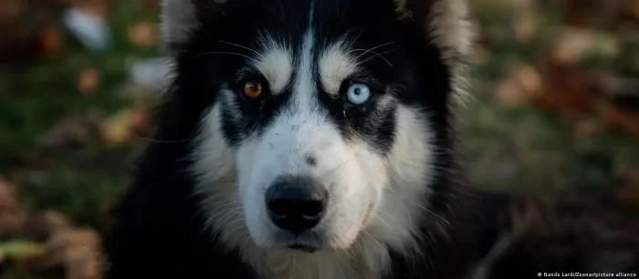 ¿Por qué la mayoría de los perros tienen los ojos castaños?