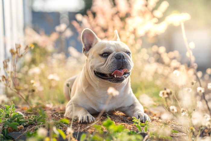 Llega el calor:  las razas de mascotas más sensibles a las altas temperaturas
