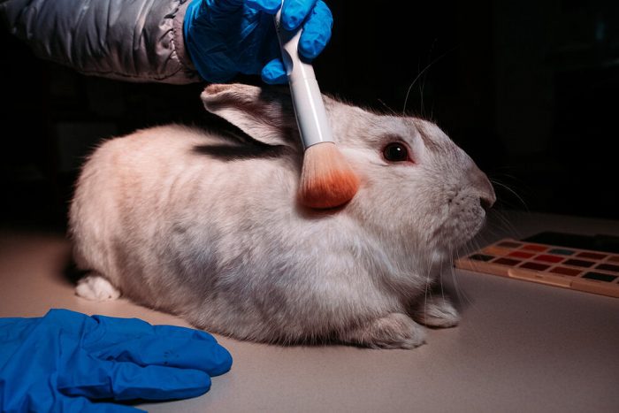 Prohibición del testeo de cosméticos en animales: un avance sustancial para Chile