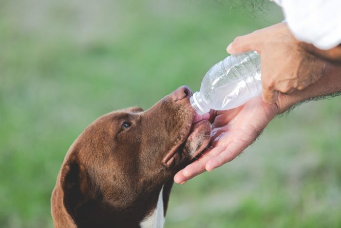 Horarios recomendados para pasear a nuestras mascotas: protegiéndolos del calor y la deshidratación