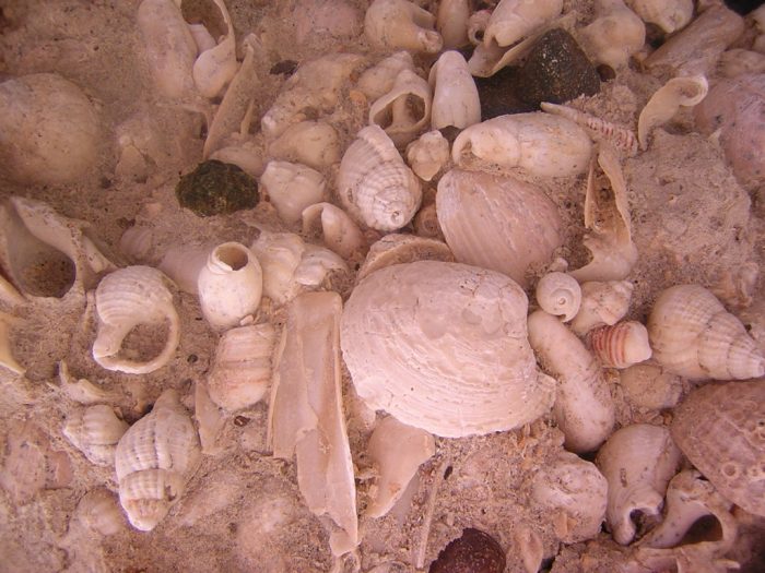 Las pistas sobre cambio climático que brindan moluscos que vivieron hace 18 millones de años