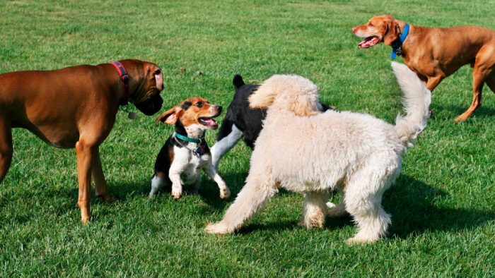 Zona canina: la importancia de reforzar los cuidados cuando se comparte con otros perros