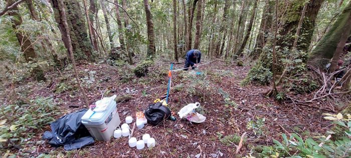 Científicos exploran últimos bosques “siempreverdes valdivianos” de Chiloé en monitoreo pionero