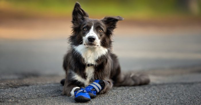 Zapatos de perro: veterinarios recomiendan su uso para paseos en días calurosos de verano