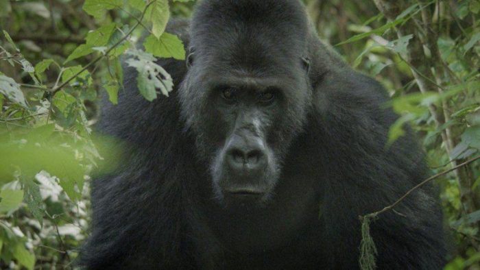 Camarógrafo logró que un gorila lo aceptara en su manada para filmarlo durante 3 meses