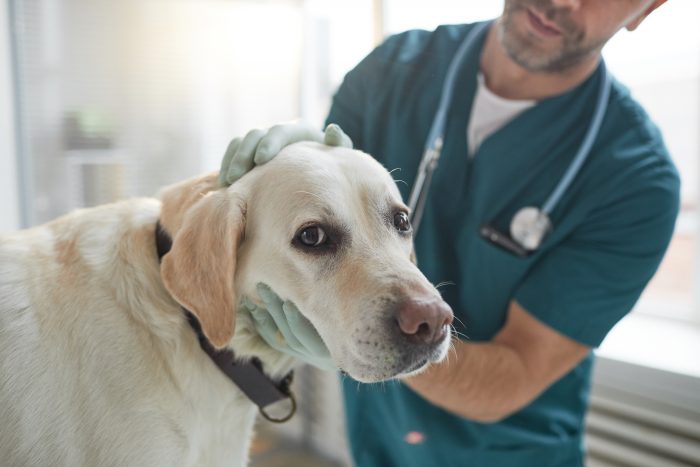 Avances en la Investigación animal: uso de cannabis en mascotas