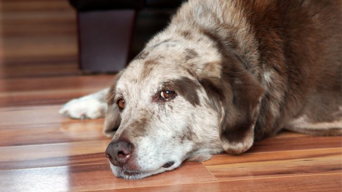 Veterinaria explica qué cuidados se deben tener para los perros que viven dentro de la casa