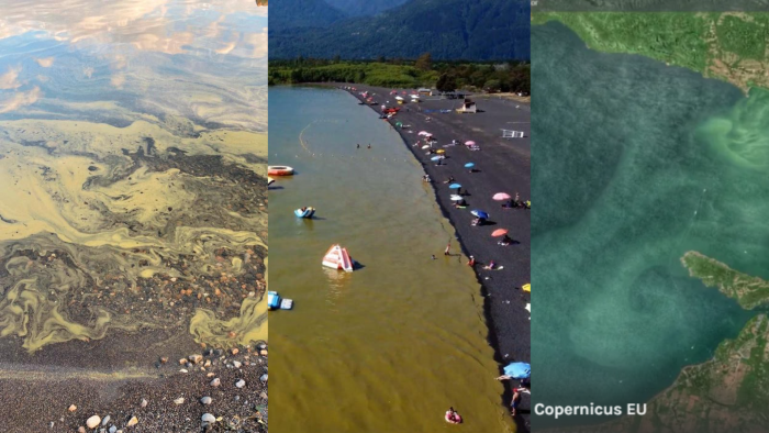 Bloom de algas, un síntoma de eutrofización: los alcances del fenómeno avistado en lago Villarrica