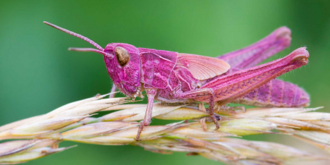 Grillo Barbie en Chile: captan a extraño grillo rosado durante taller de insectos en Villarrica