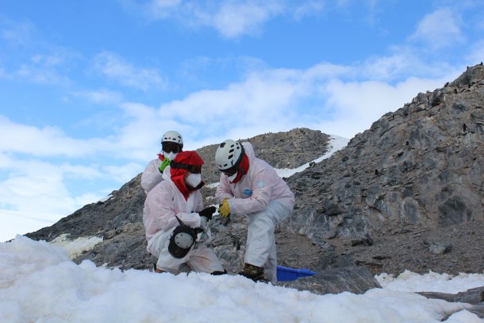 Strategic emergency expedition team arrives in Antarctica to study avian influenza