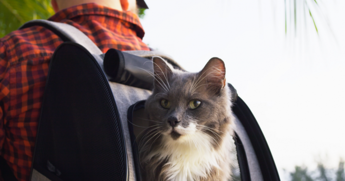 “Revisión técnica”, “pasaporte” y “check-in”: lo que debes hacer para viajar seguro con tu mascota