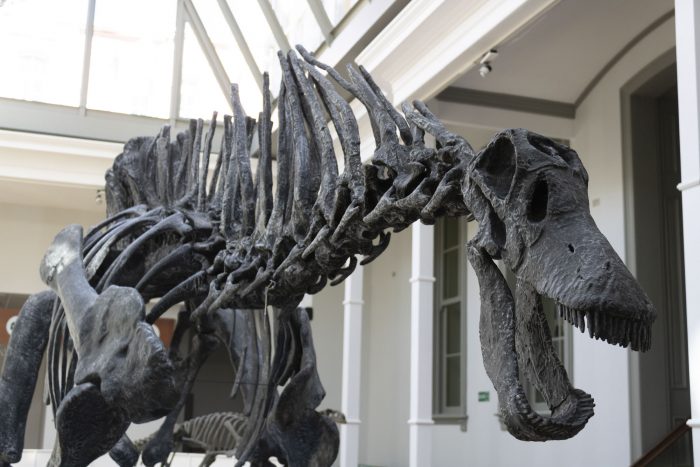 Museo de Historia Natural de Valparaíso reabre sus puertas con exhibición sobre dinosaurio