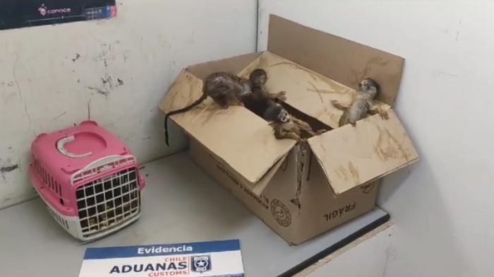 Rescatan a cinco monos bebés que eran transportados clandestinamente en una mochila