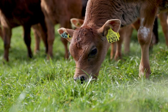 Programa de donación de terneros macho busca apoyar desarrollo de pequeños agricultores