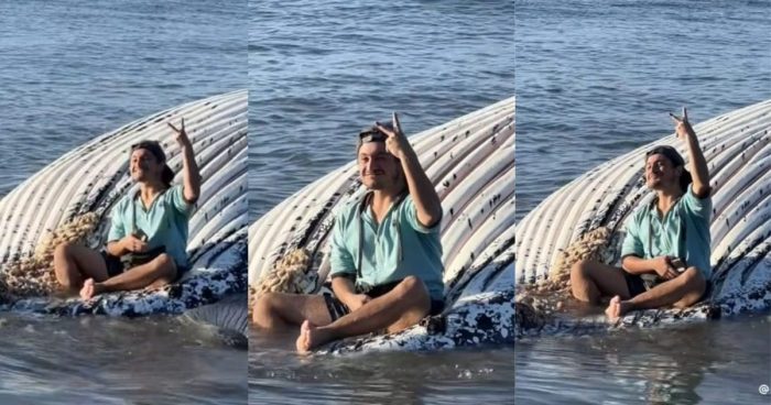 Joven fue captado fotografiándose sobre una ballena muerta en Penco