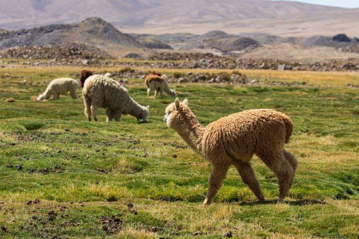 Experto en climatología explica los riesgos del cambio climático en el altiplano