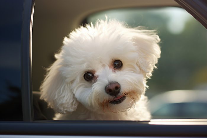Tendencia “petfrienly”: desde ir a trabajar con tu mascota hasta realizar un test drive de auto