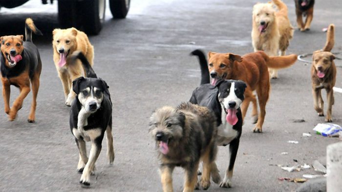 Avanzando hacia la eliminación de la rabia canina