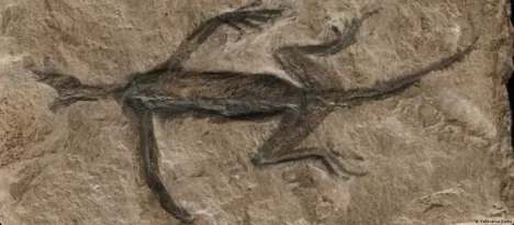 El fósil más antiguo de los Alpes era una falsificación
