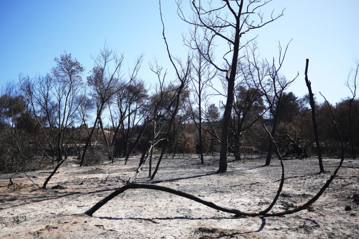 Incendios forestales en región de Valparaíso: Gobierno extiende Estado de Excepción en zona afectada