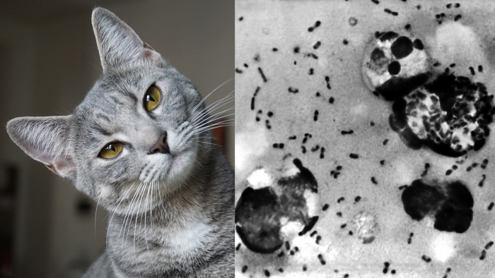 Persona se contagia de peste bubónica a través de su gato en Estados Unidos