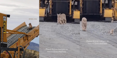 Captan a madre puma "rescatando" a su cría en Torres del Paine: cachorro se subió a una maquinaria