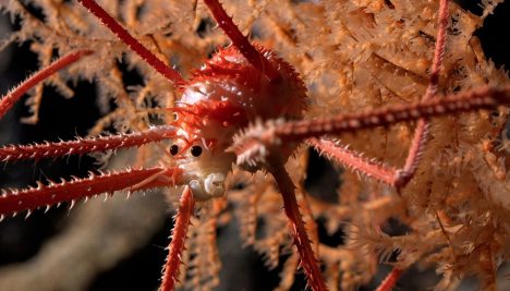 Un tesoro de especies descubierto en montes submarinos cerca de Chile