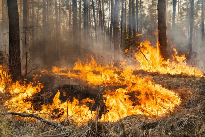 Investigadores chilenos lideran proyecto internacional para la prevención de incendios forestales