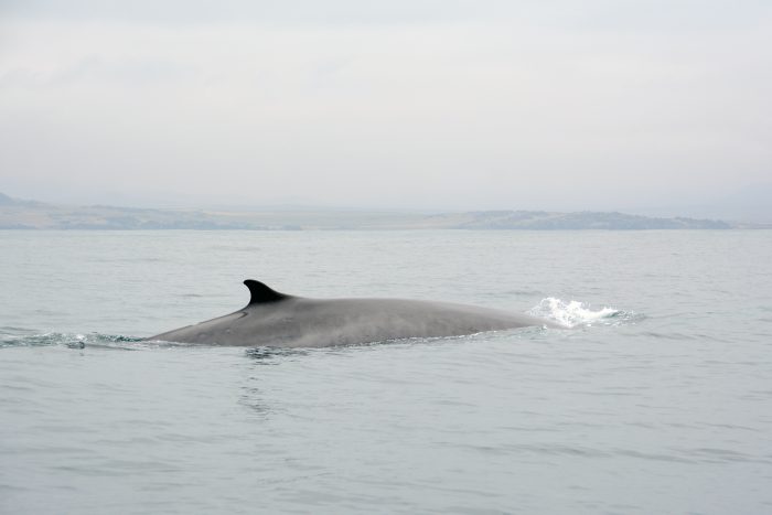 Día de las Ballenas: científicos monitorean vía satélite sus movimientos en Chile central