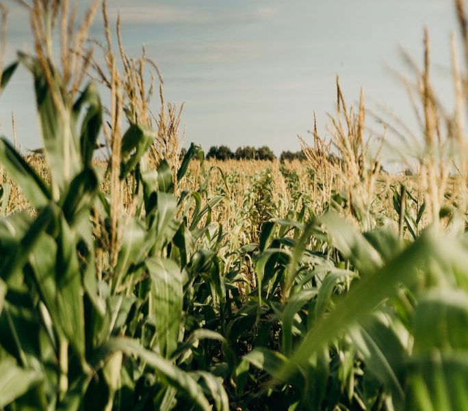 Aumento de las temperaturas podría complicar a la agricultura de la zona central del país