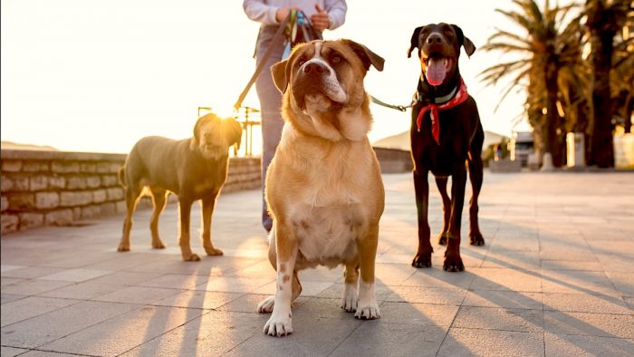 Ola de calor: Cuida a tu mascota en los paseos